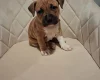 Staffordshire Bull Terrier