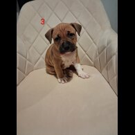 Staffordshire Bull Terrier