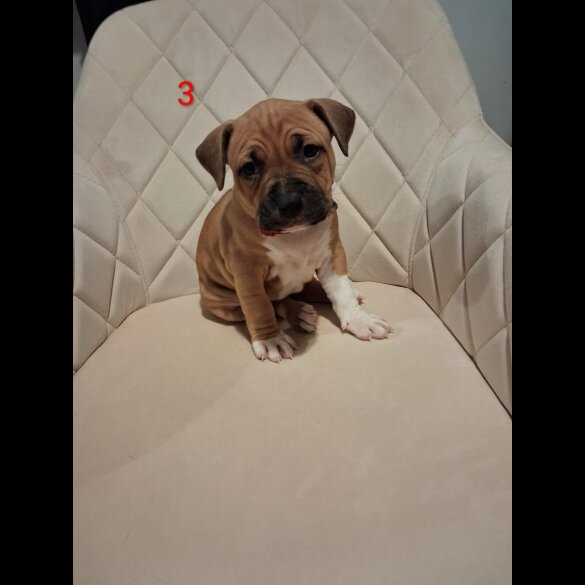 Staffordshire Bull Terrier