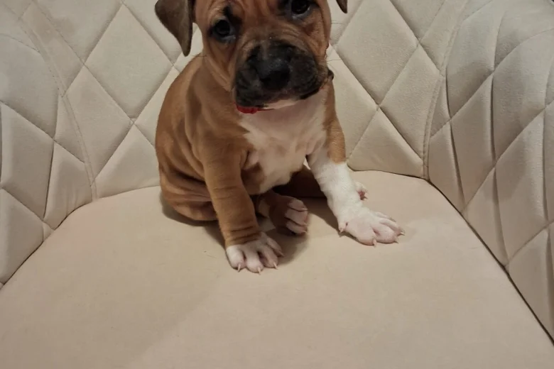 Staffordshire Bull Terrier