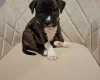 Staffordshire Bull Terrier