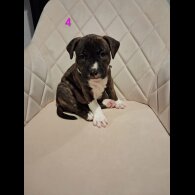 Staffordshire Bull Terrier