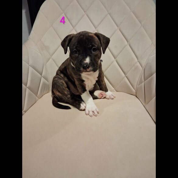 Staffordshire Bull Terrier