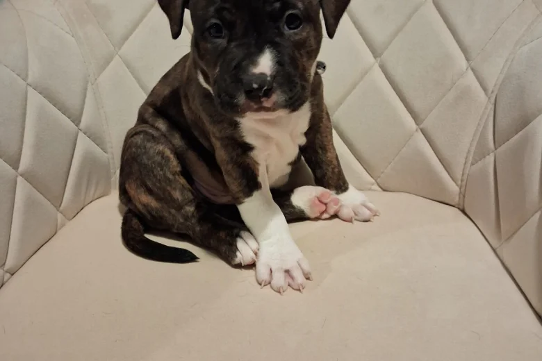 Staffordshire Bull Terrier