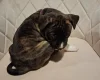 Staffordshire Bull Terrier