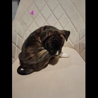 Staffordshire Bull Terrier