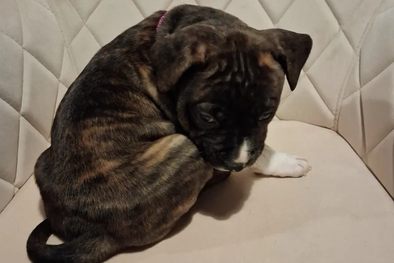 Staffordshire Bull Terrier