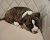 Staffordshire Bull Terrier