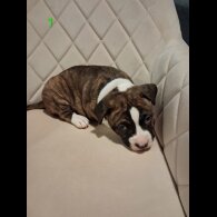 Staffordshire Bull Terrier