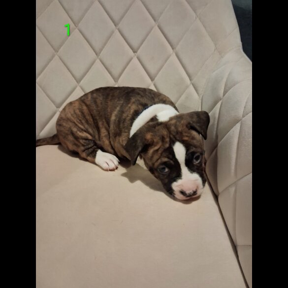 Staffordshire Bull Terrier