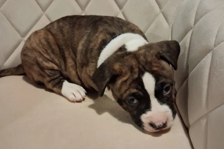 Staffordshire Bull Terrier