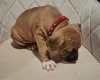 Staffordshire Bull Terrier