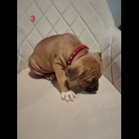 Staffordshire Bull Terrier