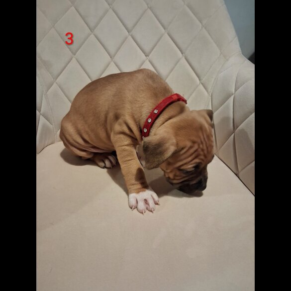 Staffordshire Bull Terrier