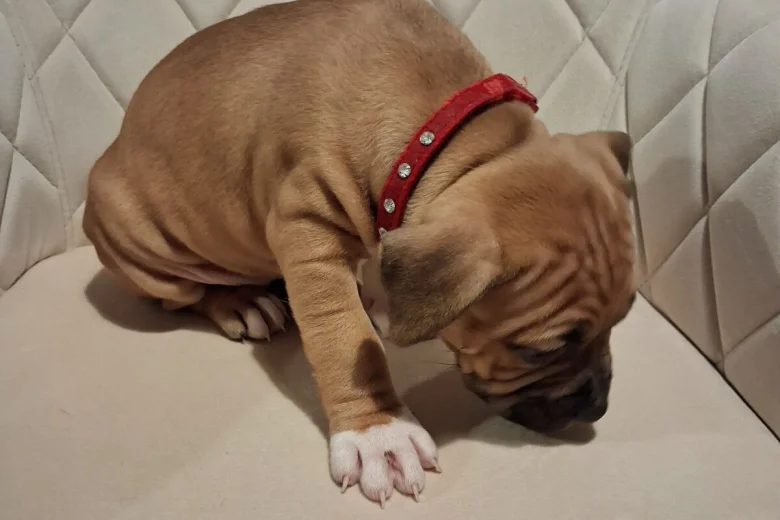Staffordshire Bull Terrier
