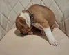Staffordshire Bull Terrier