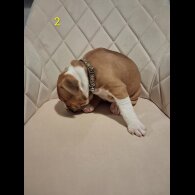 Staffordshire Bull Terrier