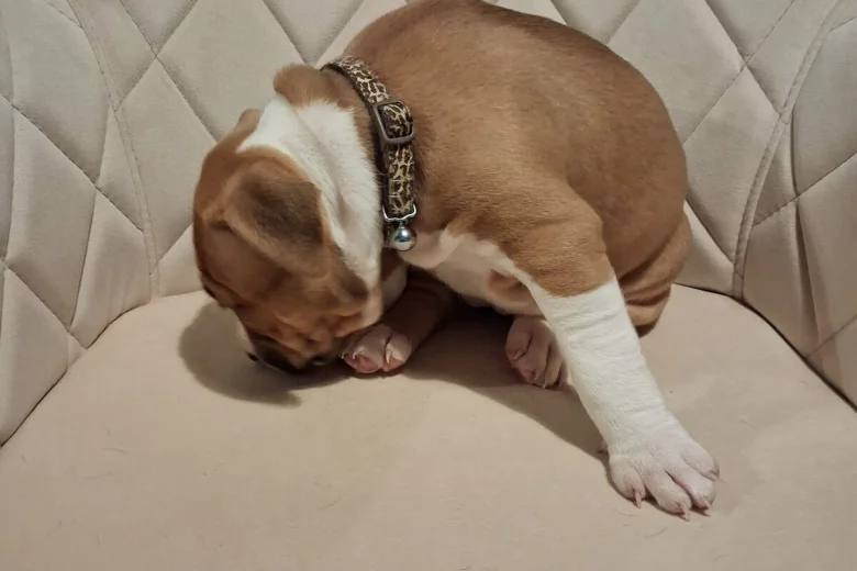 Staffordshire Bull Terrier