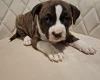 Staffordshire Bull Terrier