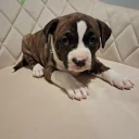 Staffordshire Bull Terrier