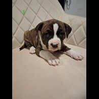 Staffordshire Bull Terrier