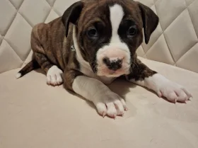 Staffordshire Bull Terrier