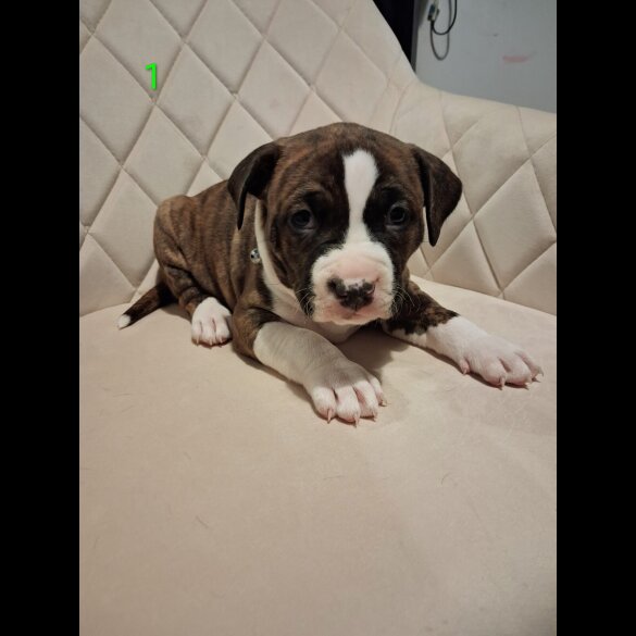 Staffordshire Bull Terrier