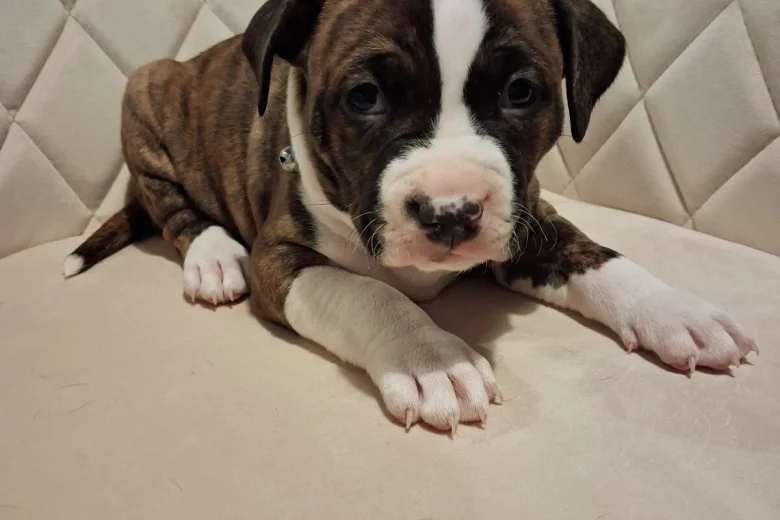 Staffordshire Bull Terrier