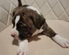 Staffordshire Bull Terrier