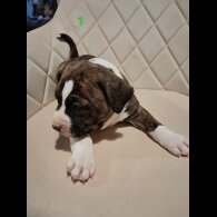 Staffordshire Bull Terrier