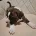 Staffordshire Bull Terrier
