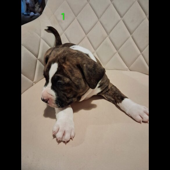 Staffordshire Bull Terrier