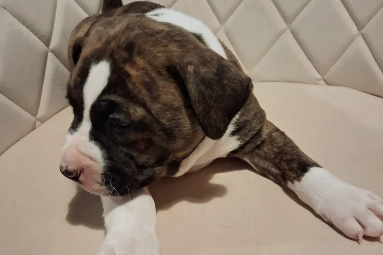 Staffordshire Bull Terrier