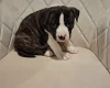 Staffordshire Bull Terrier