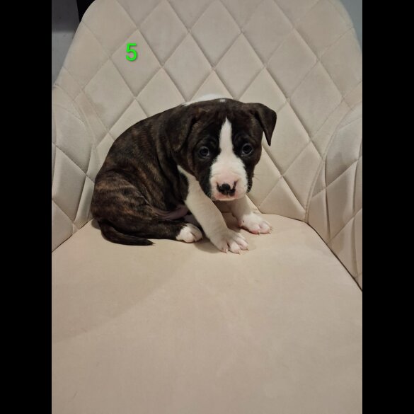 Staffordshire Bull Terrier