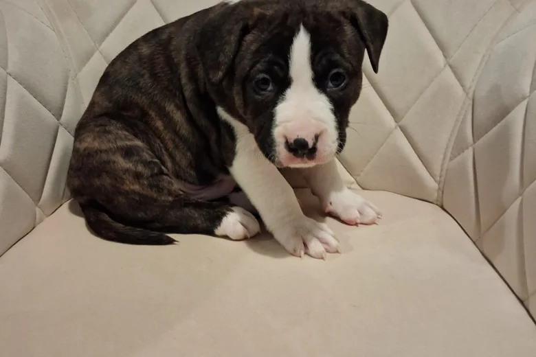 Staffordshire Bull Terrier