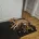 Staffordshire Bull Terrier