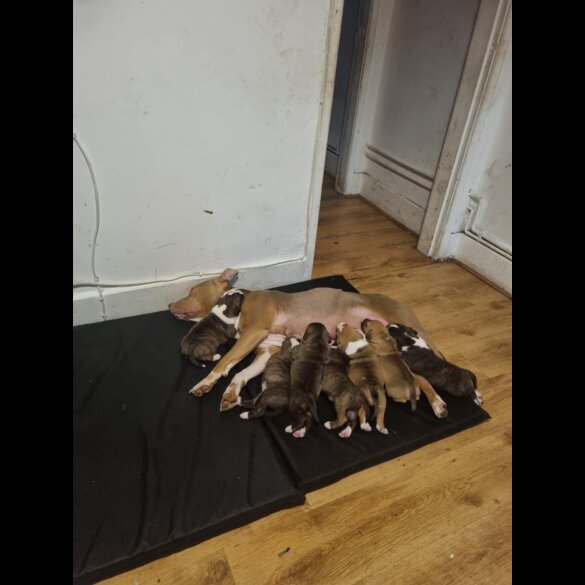 Staffordshire Bull Terrier