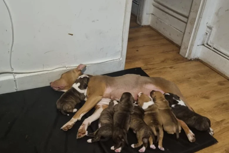 Staffordshire Bull Terrier