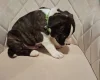 Staffordshire Bull Terrier