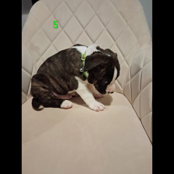 Staffordshire Bull Terrier