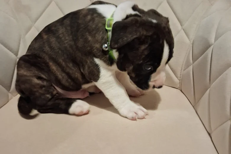 Staffordshire Bull Terrier