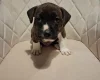 Staffordshire Bull Terrier