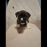 Staffordshire Bull Terrier