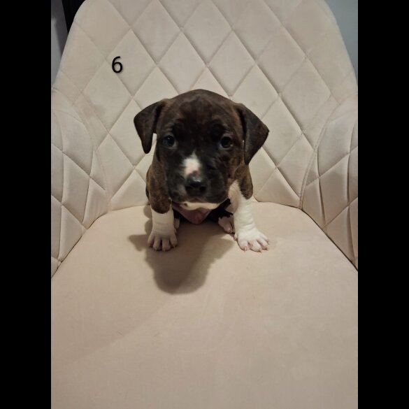 Staffordshire Bull Terrier