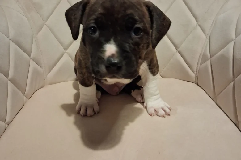 Staffordshire Bull Terrier