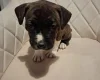 Staffordshire Bull Terrier