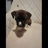 Staffordshire Bull Terrier