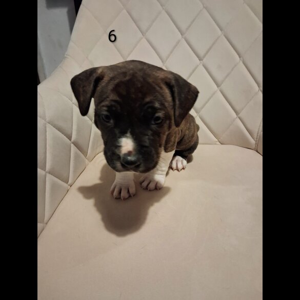 Staffordshire Bull Terrier