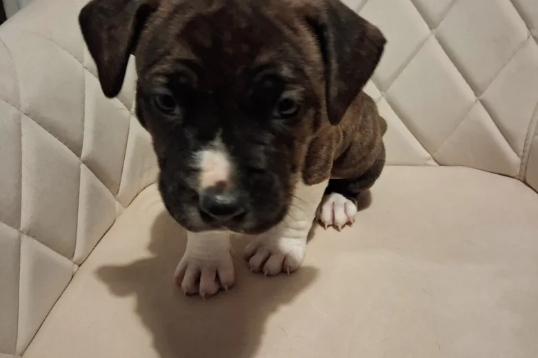 Staffordshire Bull Terrier